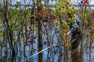A District environmental scientist, stretches a measuring tape from a high ridge
