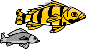 Fish illustration