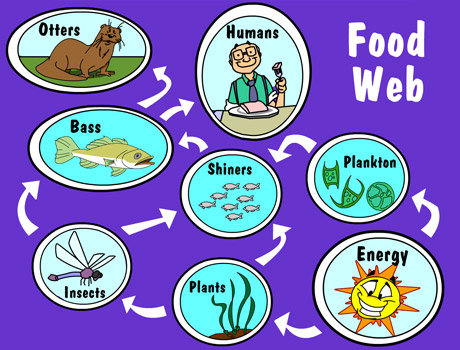 Illustration of a food web