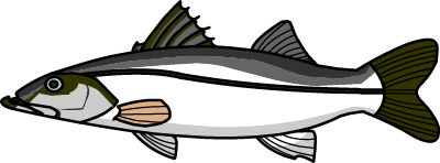 Illustration of Snook