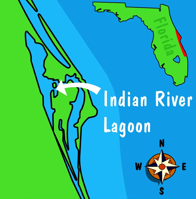 Illustration of producers in this habitat