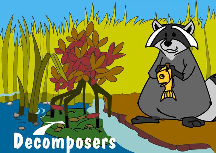 Illustration of producers in this habitat