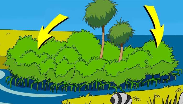 Illustration of producers in this habitat