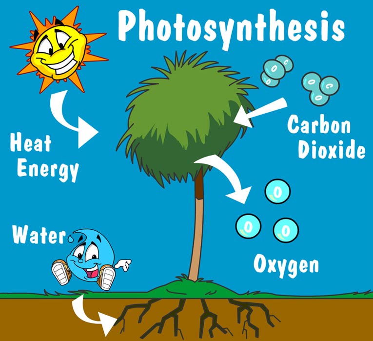 Illustration of producers in this habitat