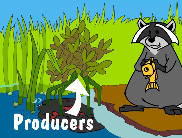 Illustration of producers in this habitat