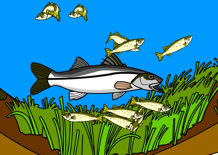 Illustration of a snook hunting mullet