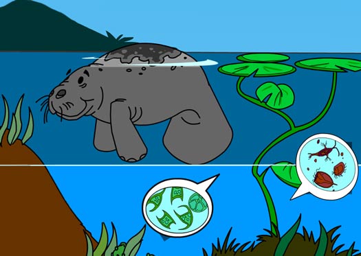 Illustration of a manatee and microscopic organisms 