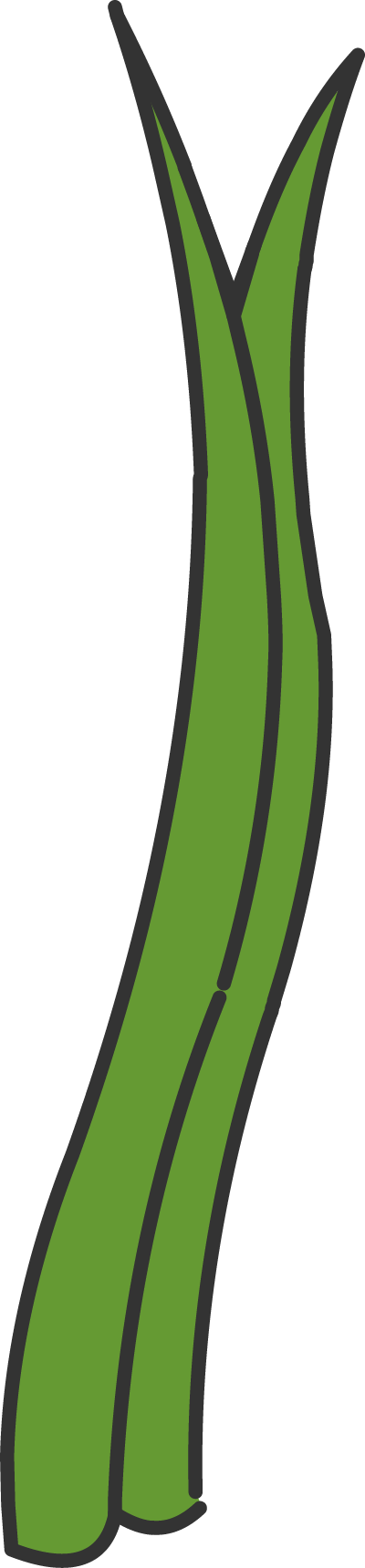 Illustration of green saw grass
