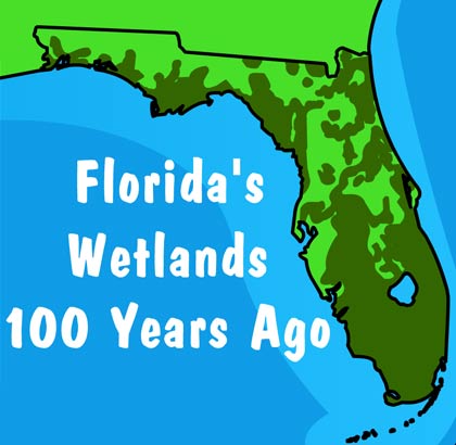 Illustration of Florida's wetlands