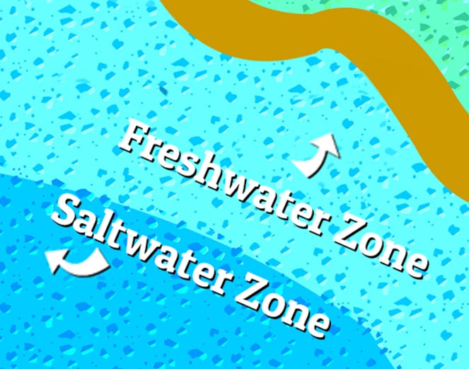 Illustration of producers in this habitat